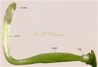  Pistil